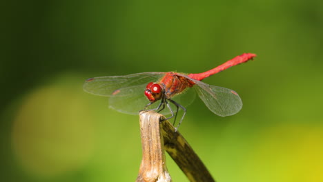 Die-Scharlachrote-Libelle-(Crocothemis-Erythraea)-Ist-Eine-Libellenart-Aus-Der-Familie-Der-Libellulidae.-Zu-Seinen-Gebräuchlichen-Namen-Gehören-Der-Breite-Scharlachrote-Und-Der-Gemeine-Scharlachrote-Schlangenhalsvogel.