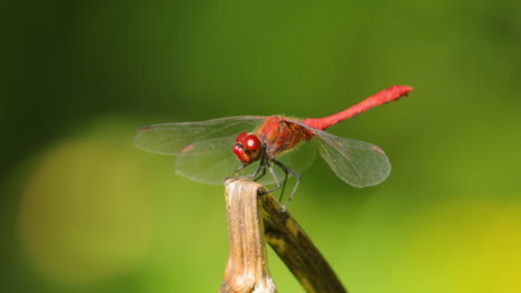 la libélula escarlata (crocothemis erythraea) es una especie de libélula de la familia libellulidae. sus nombres comunes incluyen escarlata ancha, darter escarlata común.