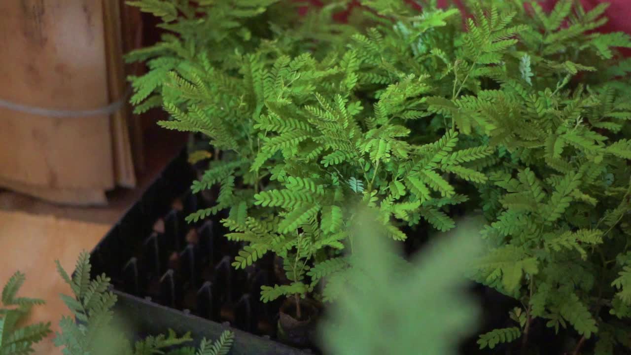 bokhe vista de cerca de las hojas verdes del árbol yerba mate