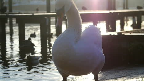 swan grooming itself on the banks of the river thames