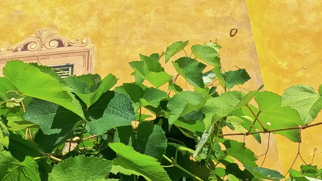 Close-up of lush green leaves with a decorative yellow wall in the background, showcasing nature's vibrant colors.