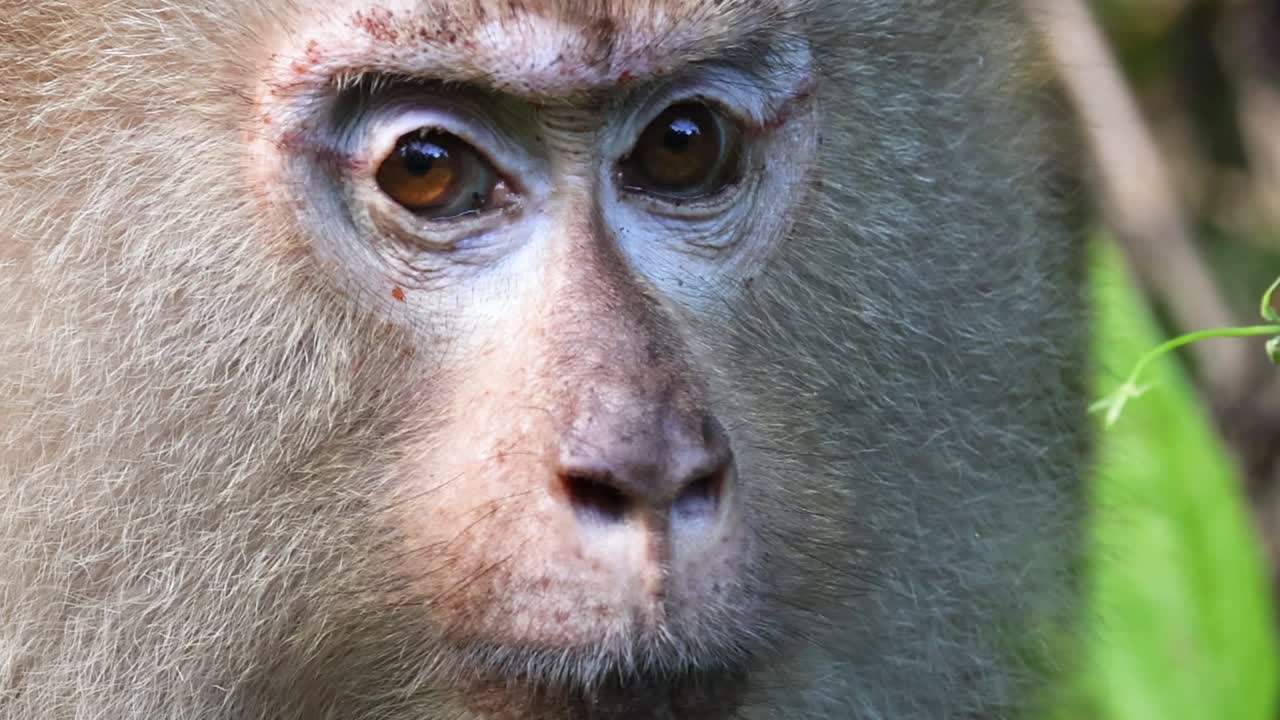 Detailed close-ups of a monkey's face showing various expressions and eye movements.