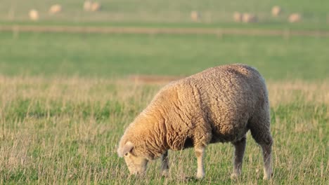 ovejas comiendo hierba en el campo de melbourne