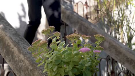 Mann-In-Einem-Anzug,-Der-Die-Stufen-Einer-Französischen-Villa-Mit-Wildblumen-Hinuntergeht,-Die-Auf-Dem-Geländer-Wachsen,-Dolly-rechte-Enthüllungsaufnahme