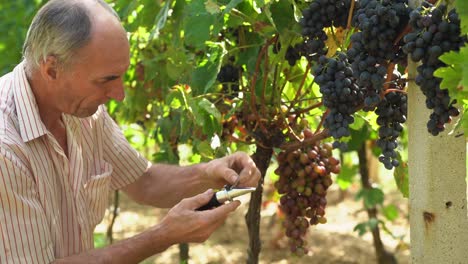 viticultor mayor recogiendo uva roja grande y exprimiendo el jugo en un vaso de refractómetro de luz