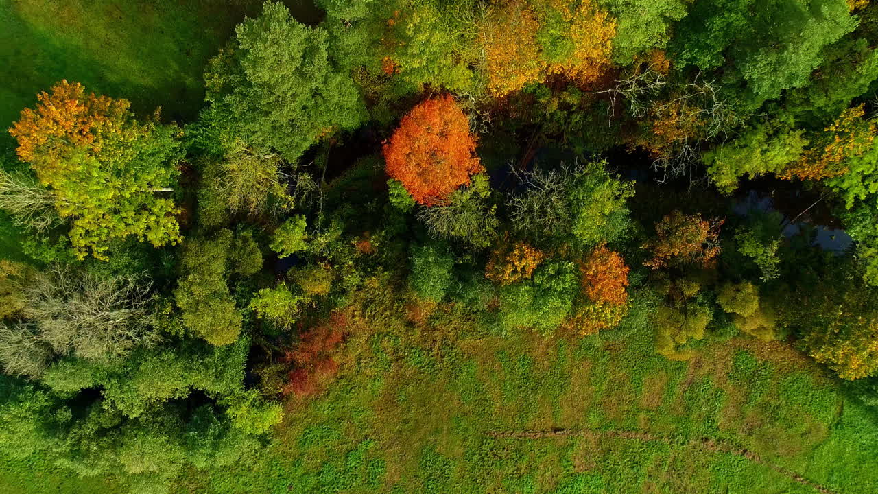 가을의 색으로 활기찬 숲, 공중에서 위에서 아래로 볼 수 있습니다.