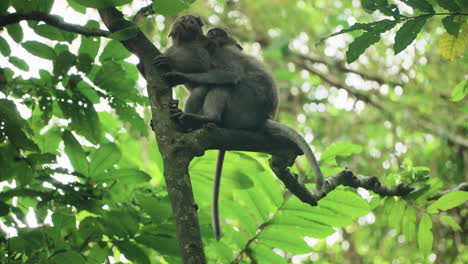 Macaco-Cangrejero-Joven-Y-Su-Madre-En-La-Rama-De-Un-árbol