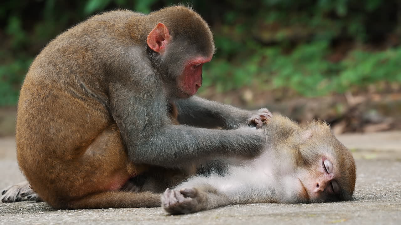 A monkey catching lice for another