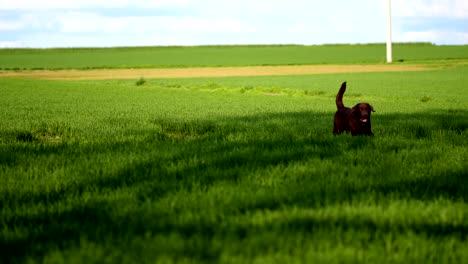 the dog runs across the field hanging out his tongue