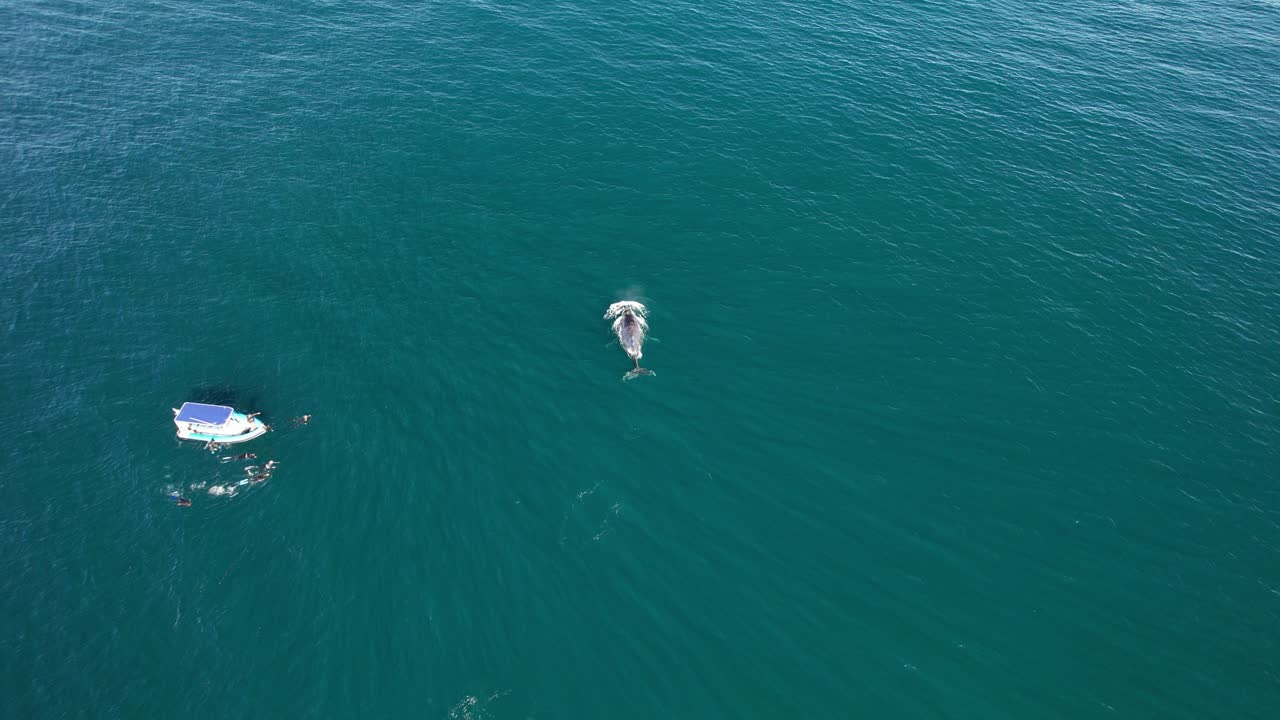 Humpback Whale Swimming In The Open Sea In New South Wales, Australia - Drone Shot