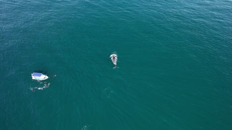 humpback whale swimming in the open sea in new south wales, australia - drone shot
