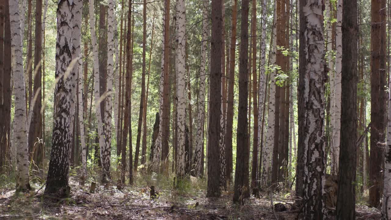 bosques de abedul y pinos