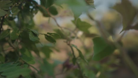 b-roll shot de un tema de naturaleza de ensueño