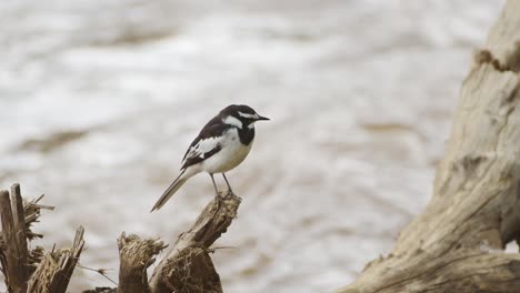 Bachstelzenvogel-In-Afrika,-Kleine-Kleine-Schwarz-weiße-Afrikanische-Vögel-Auf-Wildtiersafari-In-Der-Masai-Mara,-Kenia,-Auf-Einem-Ast-Sitzend,-Auf-Einem-Barsch-Am-Mara-Fluss-Sitzend,-Vogelwelt-Der-Masai-Mara