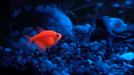 Glofish-Tetra-Schwimmt-Vorwärts-Und-Rückwärts