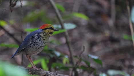 la cámara se desliza hacia la izquierda mientras se aleja mientras este pájaro mueve la cabeza hacia arriba, pitta azul hydrornis cyaneus