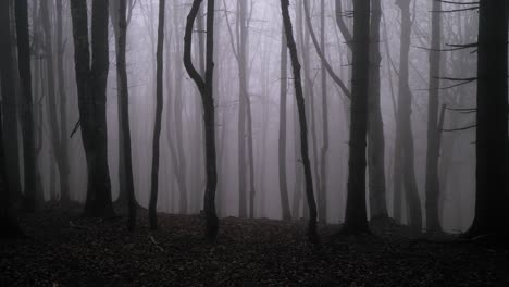 toma panorámica de izquierda a derecha de un bosque oscuro y brumoso