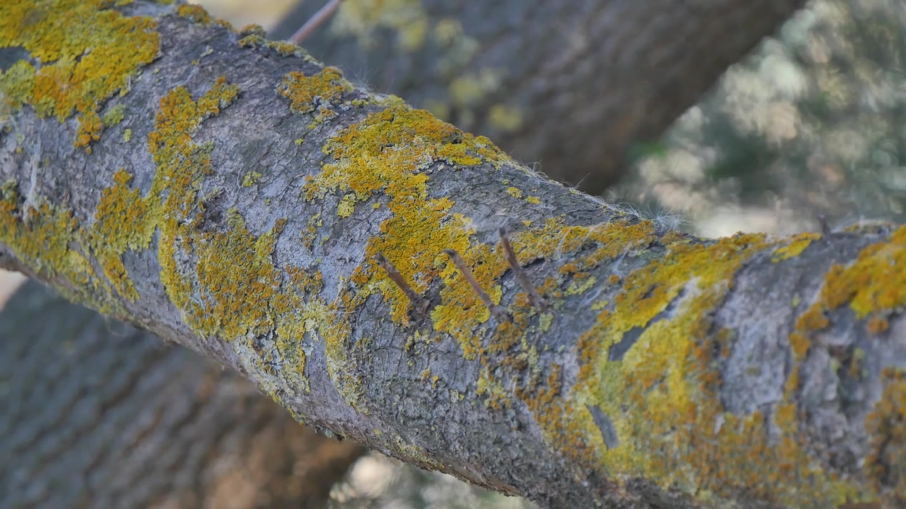 Tronco d'albero con corteccia e muschio
