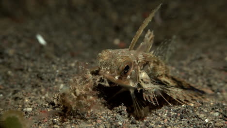 pez lagarto cerca de la arena por la noche de cerca