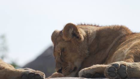 Cute-baby-lion-cub-sleeping-on-a-rock-in-slow-motion