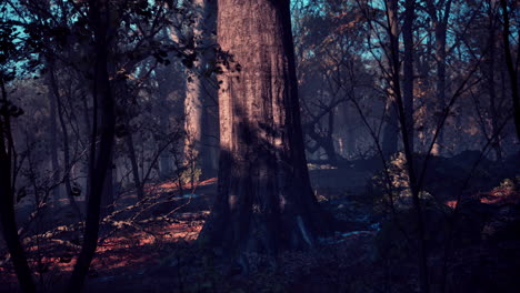 misty forest at twilight