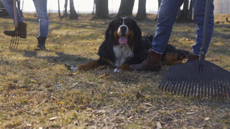 Cane sdraiato a terra in campagna. Nelle vicinanze ci sono i loro proprietari con una carriola e un rastrello.