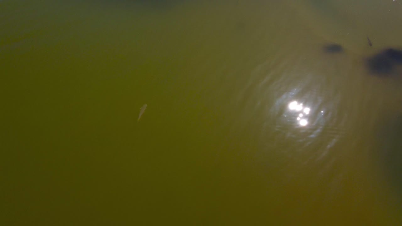 retroceda el vuelo aéreo sobre aguas poco profundas para revelar un viejo barco hundido en el río