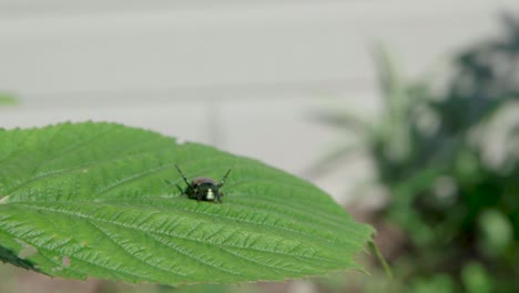 large beetle lying at the green leaf swaying under gentle breeze