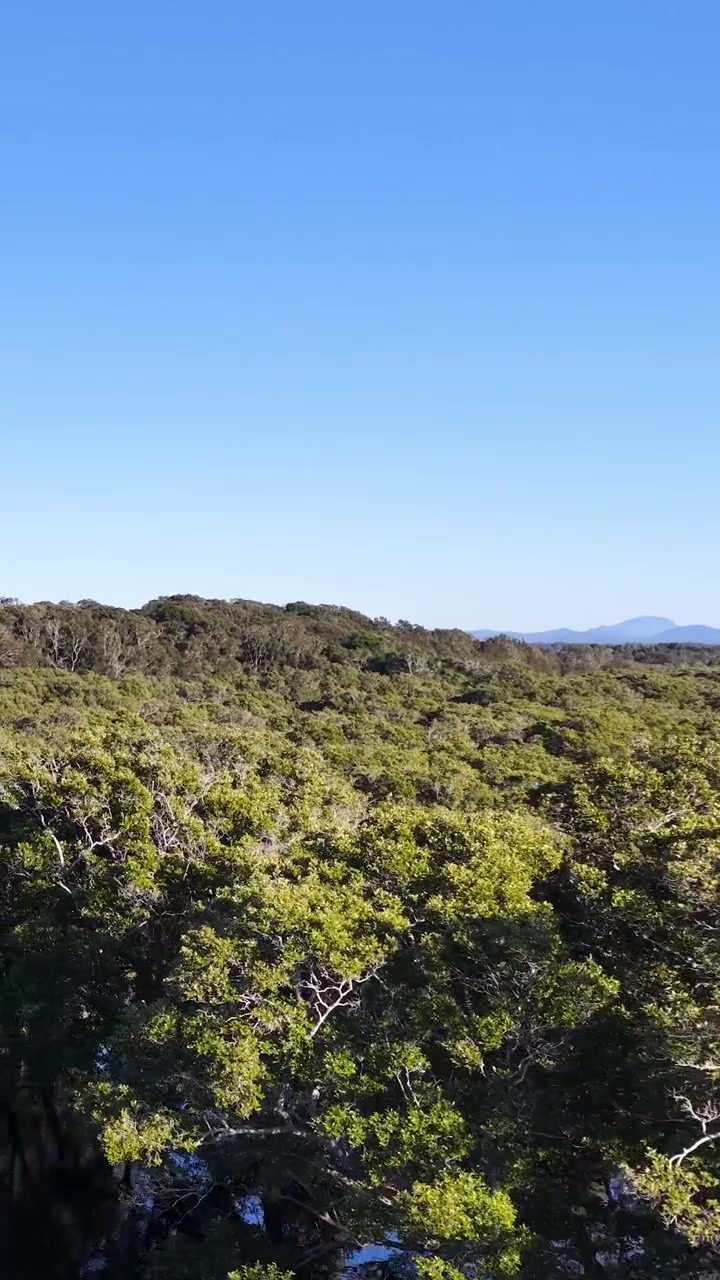 Ripresa con drone sopra la chioma verde delle mangrovie e l'acqua calma del fiume a South West Rocks, Australia.