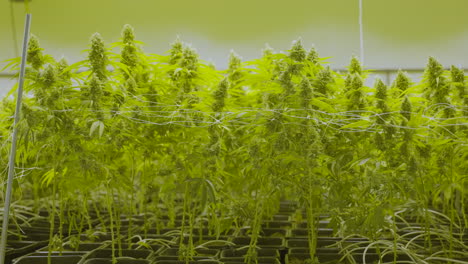 muñeca de varias plantas altas de cannabis que crecen en un vivero