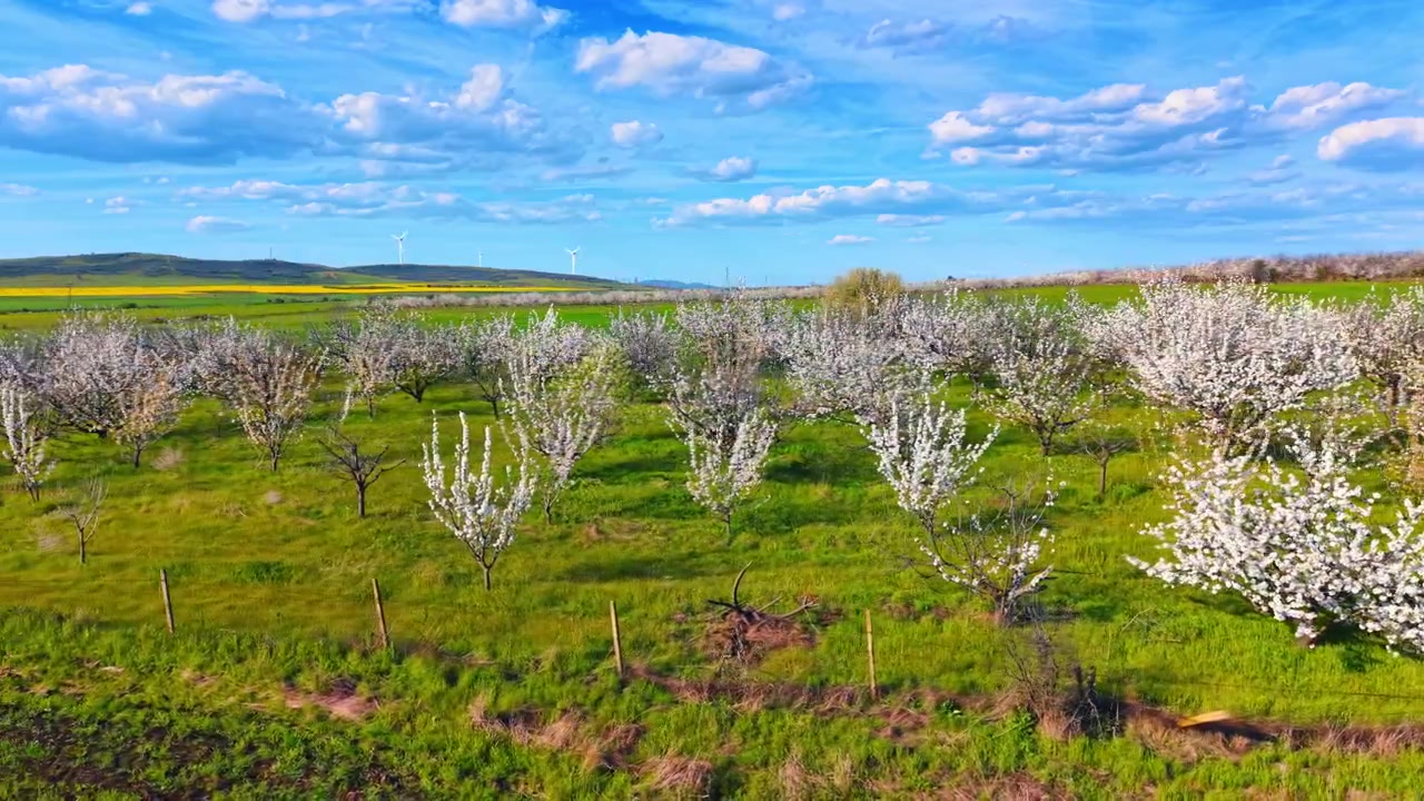 Vista aerea con drone di alberi da frutto in fiore dai petali bianchi, disposti in filari ordinati. Inquadratura dall'alto di un frutteto in piena fioritura, con alberi dai fiori bianchi su un prato verde sotto un cielo azzurro e nuvoloso.