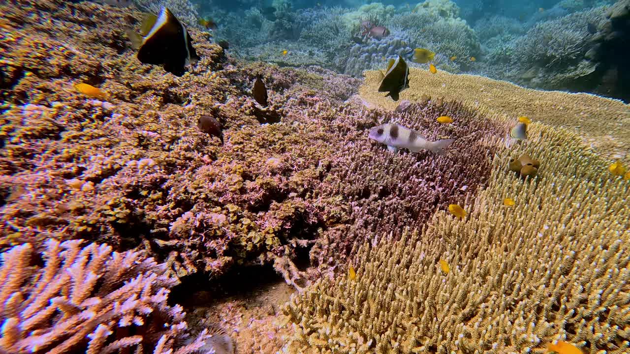 Una scena subacquea che mostra fitte formazioni coralline come Acropora florida e Acropora hoeksemai, brulicanti di diverse specie di pesci che abitano la barriera. Dauin, Negros Oriental, Filippine