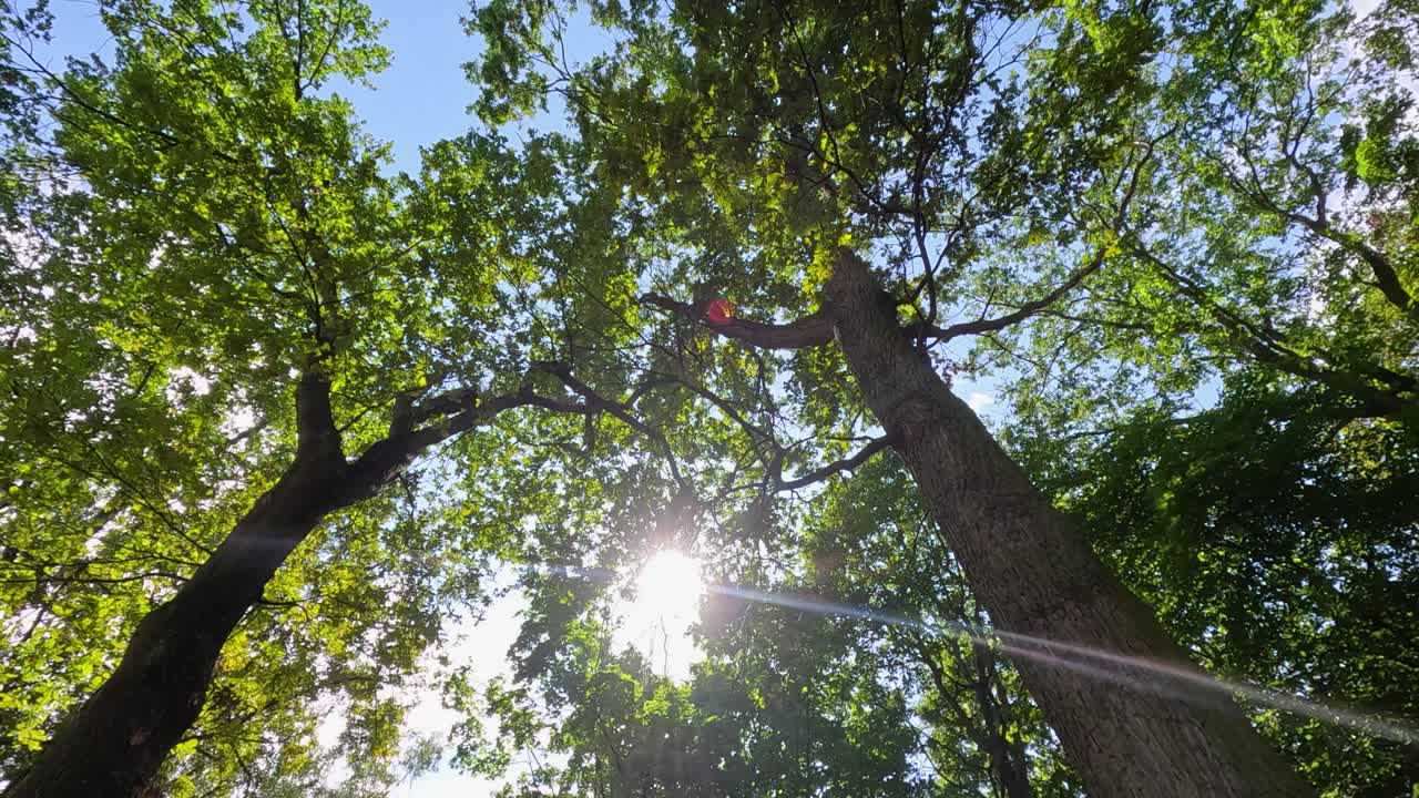 Vista verso l'alto di alberi alti con foglie verdi mentre la luce del sole filtra attraverso la chioma in un parco pubblico, ripreso con un leggero movimento di telecamera e luce diurna naturale.