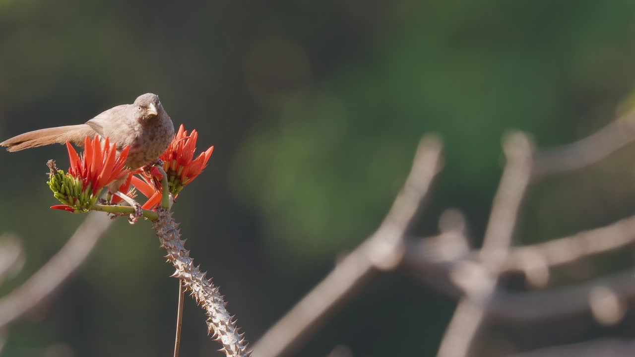 Un cratéropode de la jungle boit le nectar de fleurs d'arbre corail rouge vif et s'envole par un matin d'été lumineux
