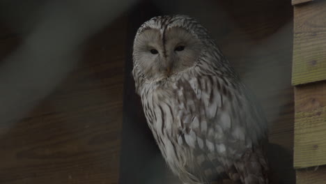 beautiful owl looking around with a wooden fence in the background