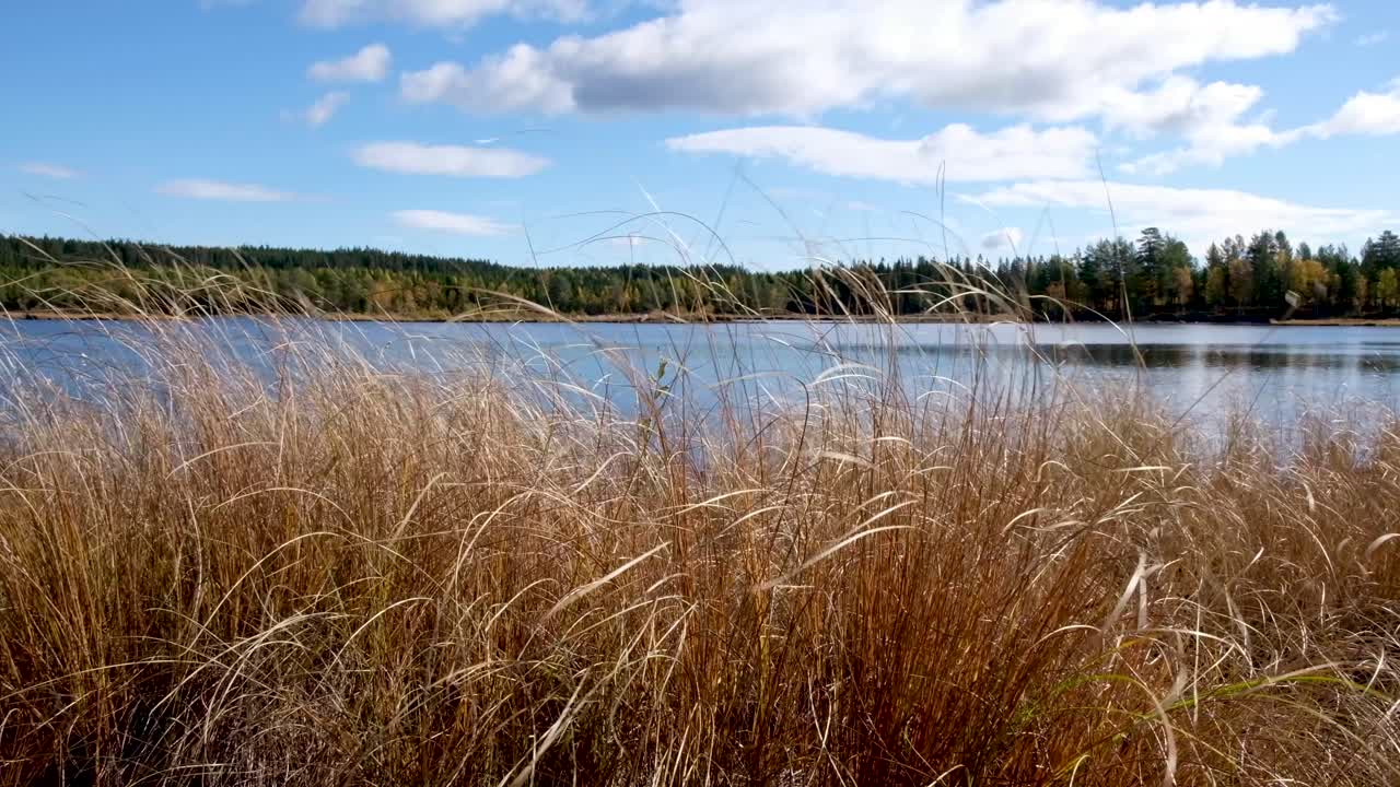High dry grass in the wind at the shore of a lake in Norway