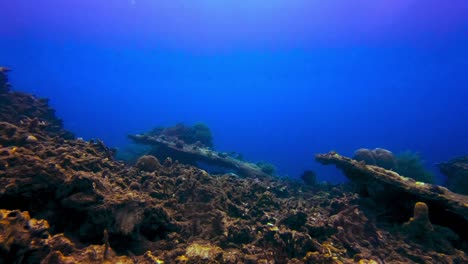 Static-underwater-view-of-fish-swimming-by-dead-coral-seafloor