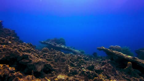 vista submarina estática de peces nadando en el lecho marino de coral muerto