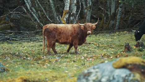 a long-haired highlander cow stands still in a rocky field looking with curiosity