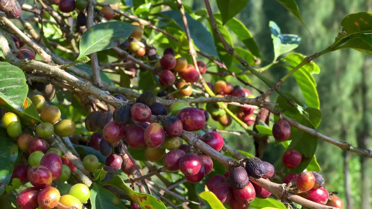 Coffee plants with growing berries on sunny day, close up