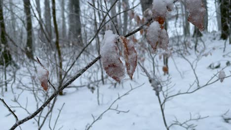 Dried-Leaves-Covered-In-Snow-In-The-Forest-During-Winter-In-Germany