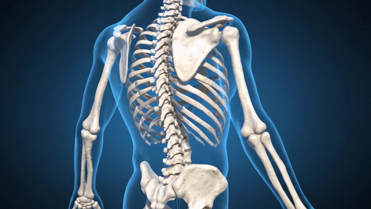Detailed Visual Representation of a Human Skeleton Showcasing Bone Structure and Anatomy from Various Angles for Educational Purposes