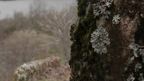 close up of a rock wall with some degradation