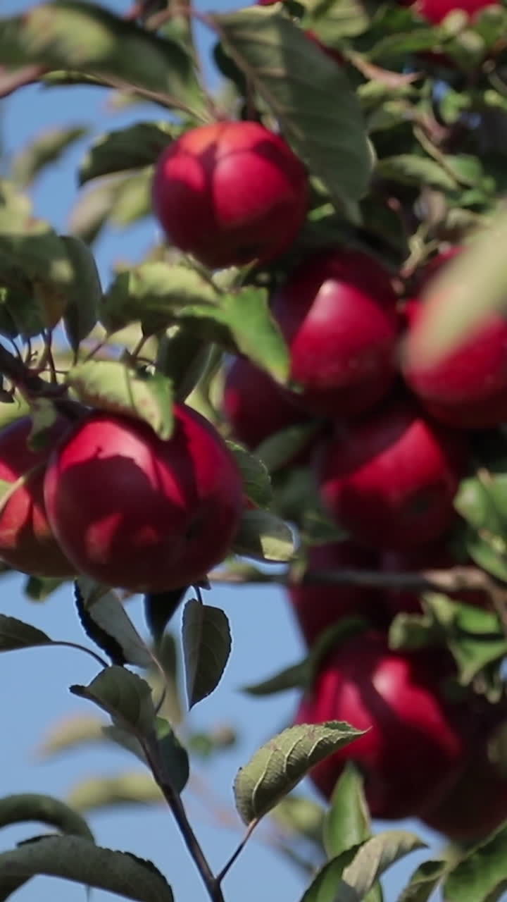 apples. apple harvest. many apples. apples close up Vertical video