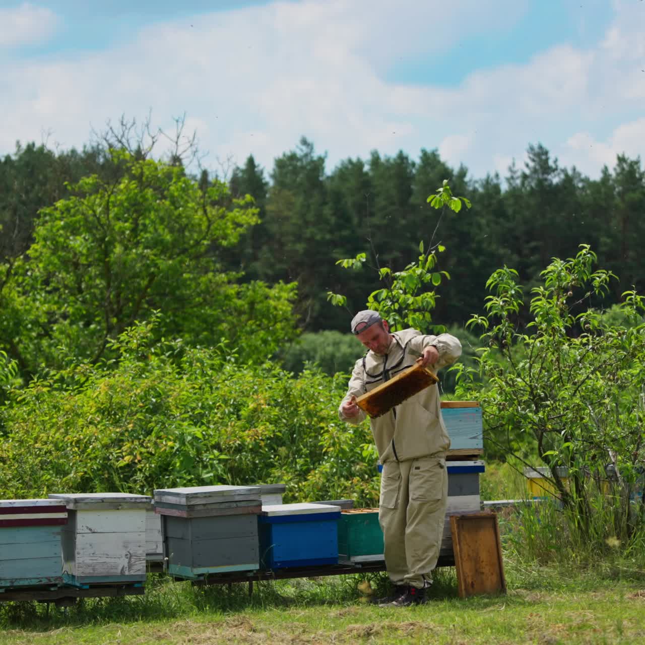 Different bee hives located in the apiary near the woods. Bee farmer checking the frames with honeycomb near the hives