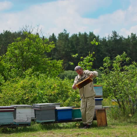 different bee hives located in the apiary near the woods. bee farmer checking the frames with honeycomb near the hives