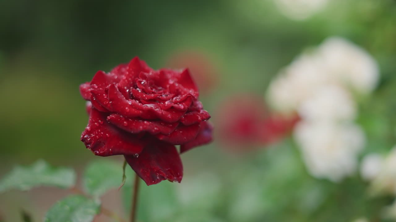 Enkelt blomst med morgendug. Ensom karminrød blomst glimter af dug i haveomgivelser. Enkelt skarlagenrød blomst glinsende af dug står yndefuldt i fredfyldt havemiljø.
