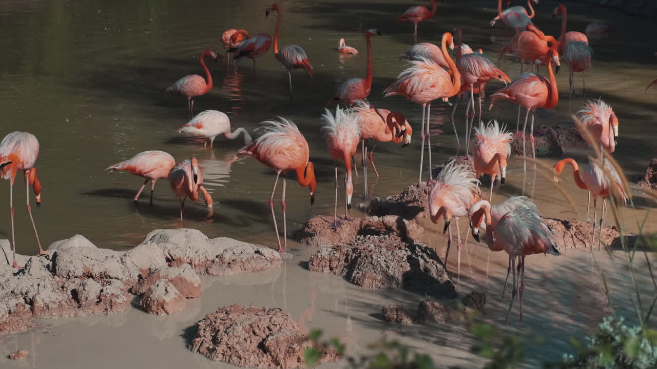 flamencos rosados en un humedal