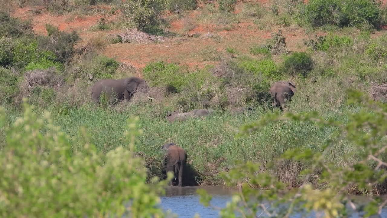 A herd of elephants on the bank of a river standing among the tall grasses of the African wilderness