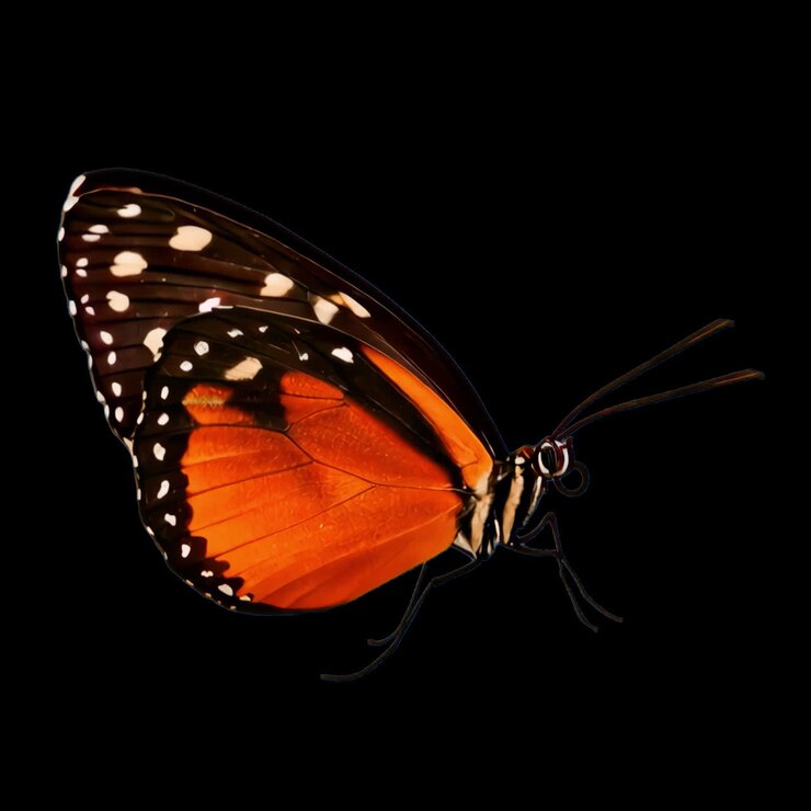 Animazione di farfalla vivace in volo elegante, elemento isolato, video 4K trasparente, canale alfa